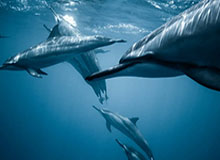 载誉而归，中国足协秘书长袁永清一行为归来的球员戴上花环